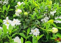 “疯狂”的栀子花：花价飙涨最高每斤35元，迎上中式新茶饮风口