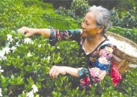 “疯狂”的栀子花 带来芳香经济