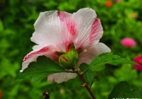 盛夏及时雨，木槿花儿俏