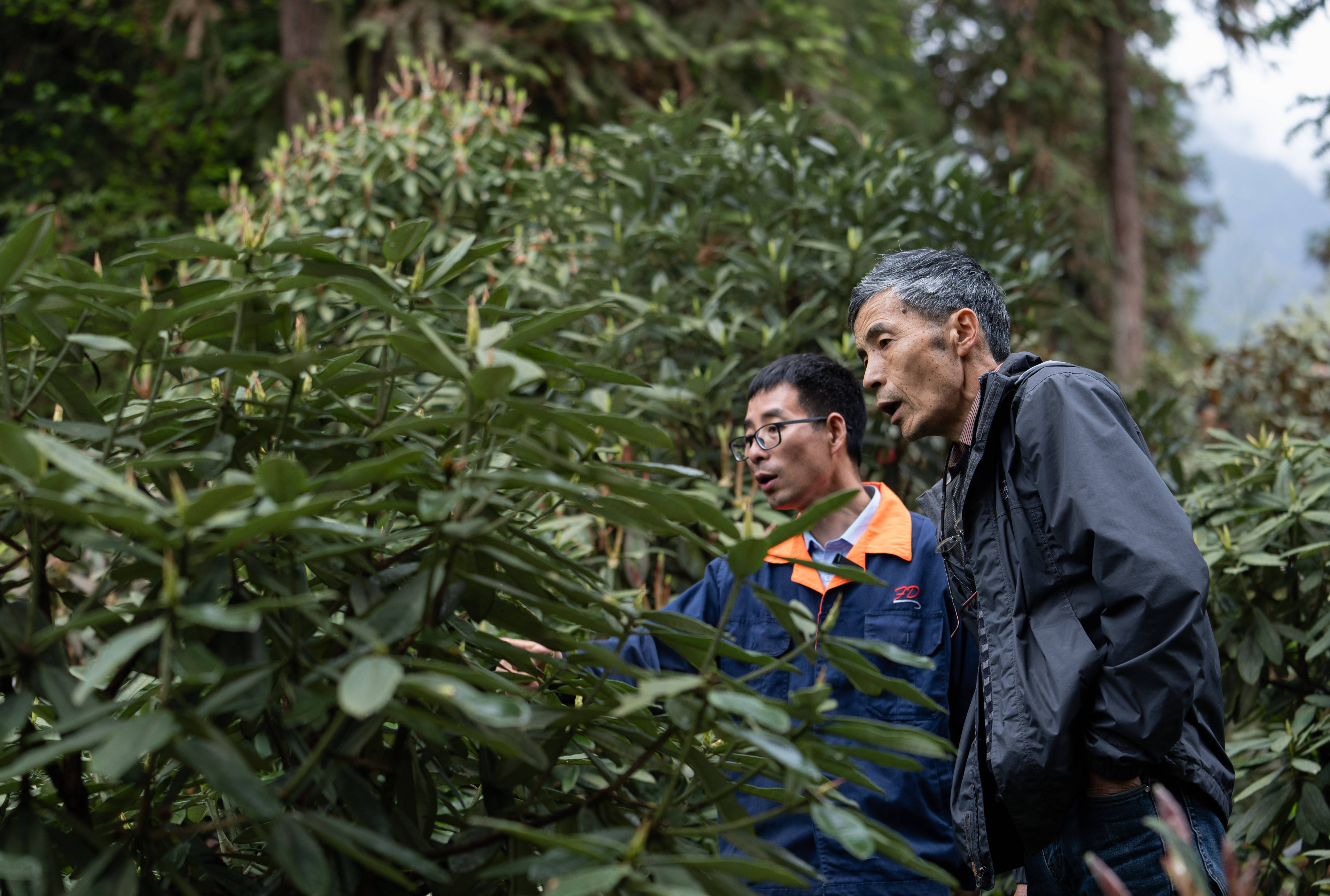 我在现场·照片背后的故事丨他们扎根深山30余载，只为守护杜鹃花的家园