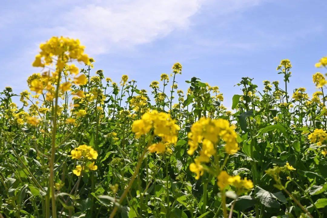 清明踏青，看油菜花海，漂亮的没话说！