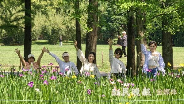 鸢尾花开五月天 共青森林公园鸢尾花文化节开幕