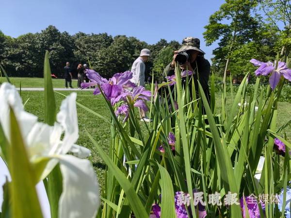 鸢尾花开五月天 共青森林公园鸢尾花文化节开幕