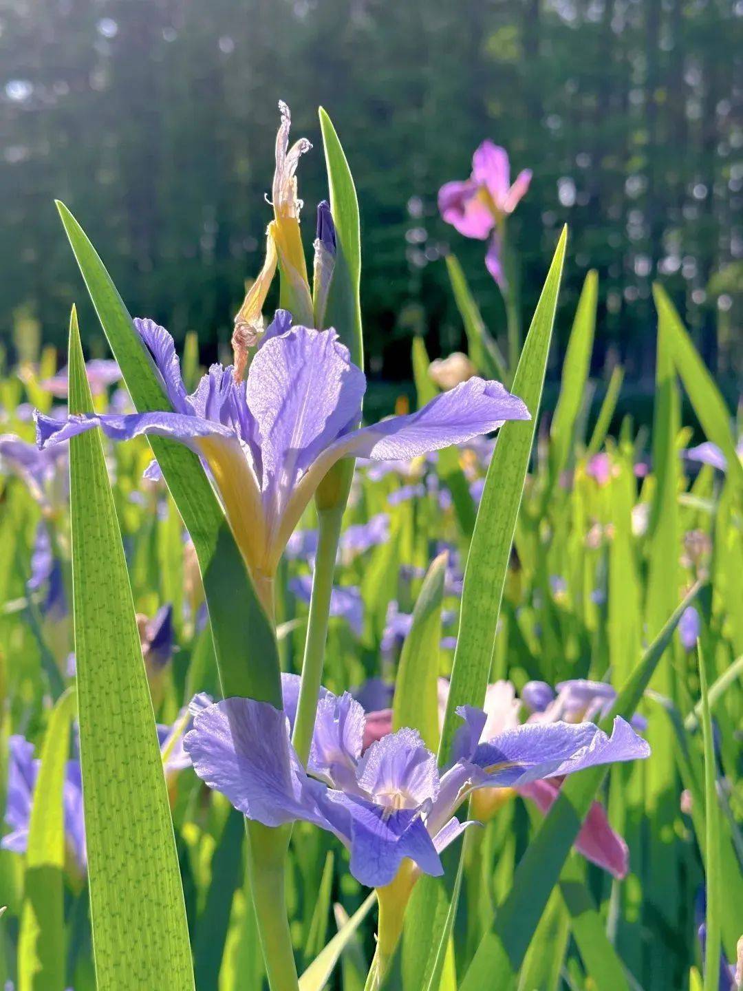 共赴一场鸢尾花盛宴