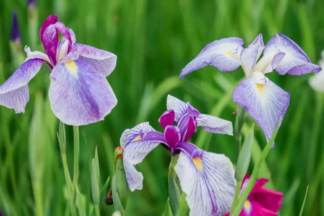 共赴一场鸢尾花盛宴