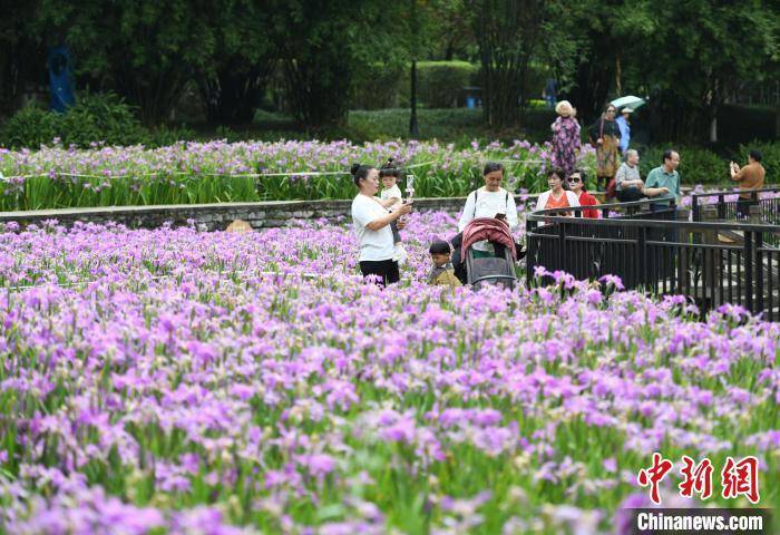 重庆一公园鸢尾花盛开成浪漫花海 吸引民众打卡