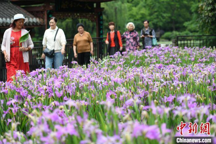 重庆一公园鸢尾花盛开成浪漫花海 吸引民众打卡