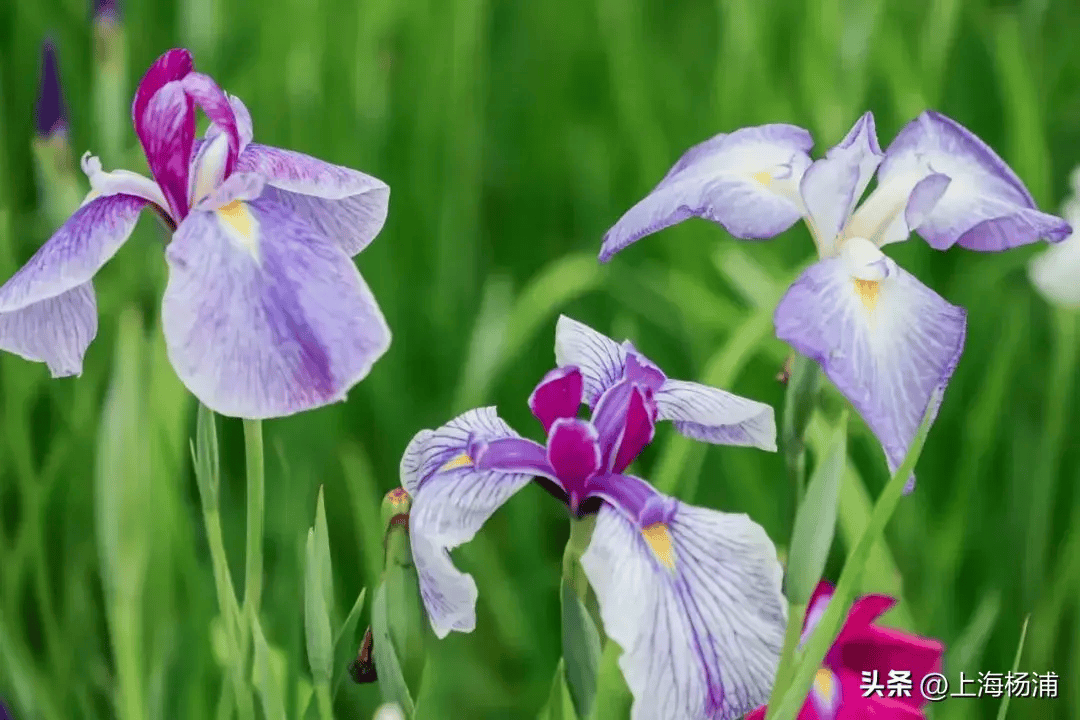 今日启幕！共赴一场鸢尾花盛宴