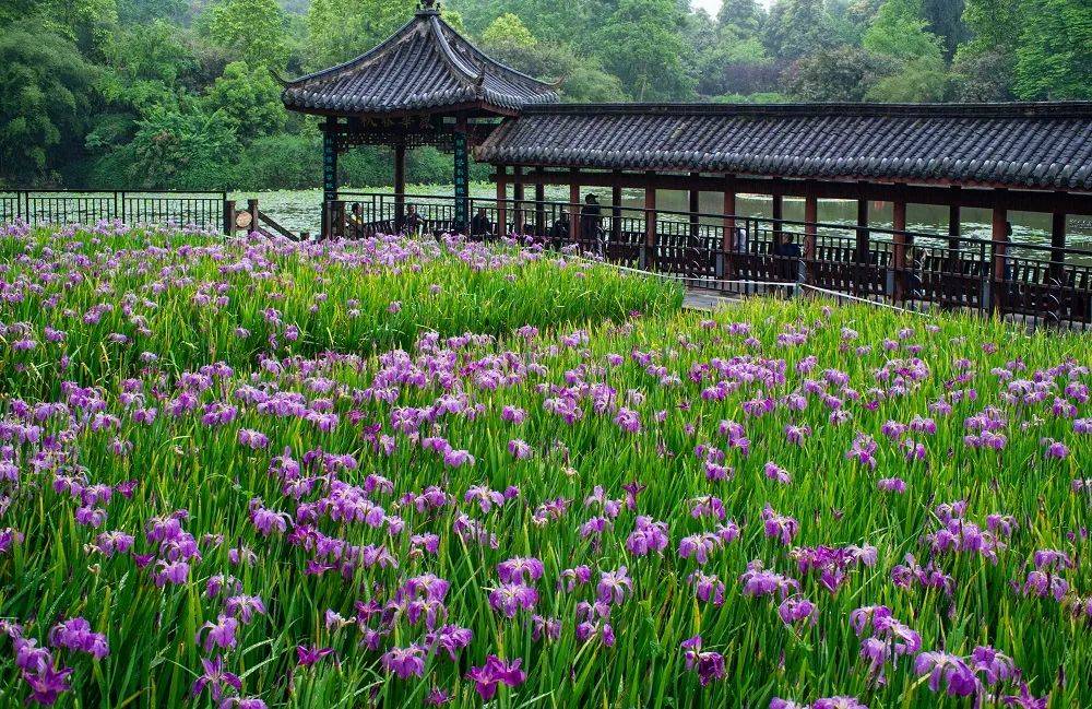 重庆今明两天依然多阵雨，龙头寺公园鸢尾花在雨中盛放