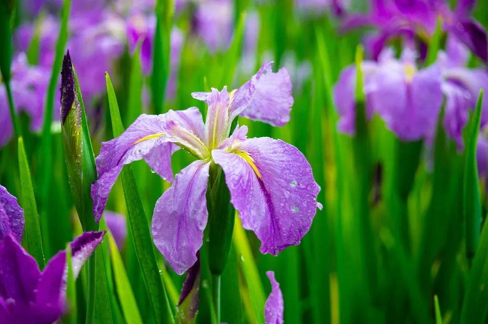 重庆今明两天依然多阵雨，龙头寺公园鸢尾花在雨中盛放