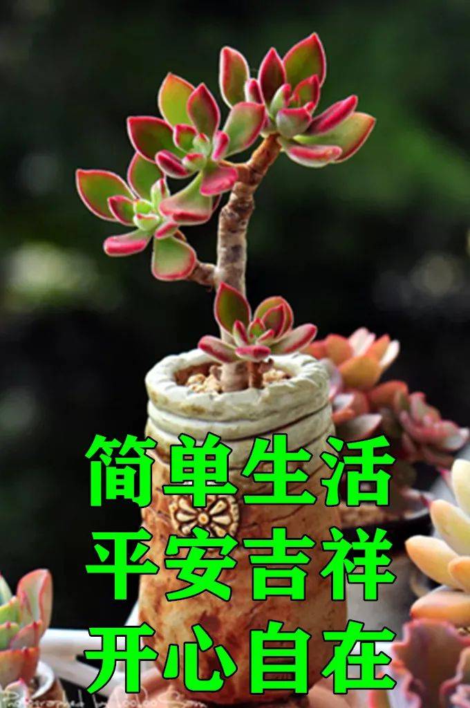 6月12日最漂亮早上好动态表情图片大全，早晨好动图美图大全