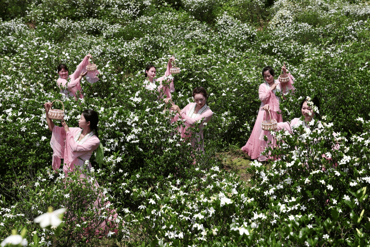 湖南武冈：栀子花开话清廉