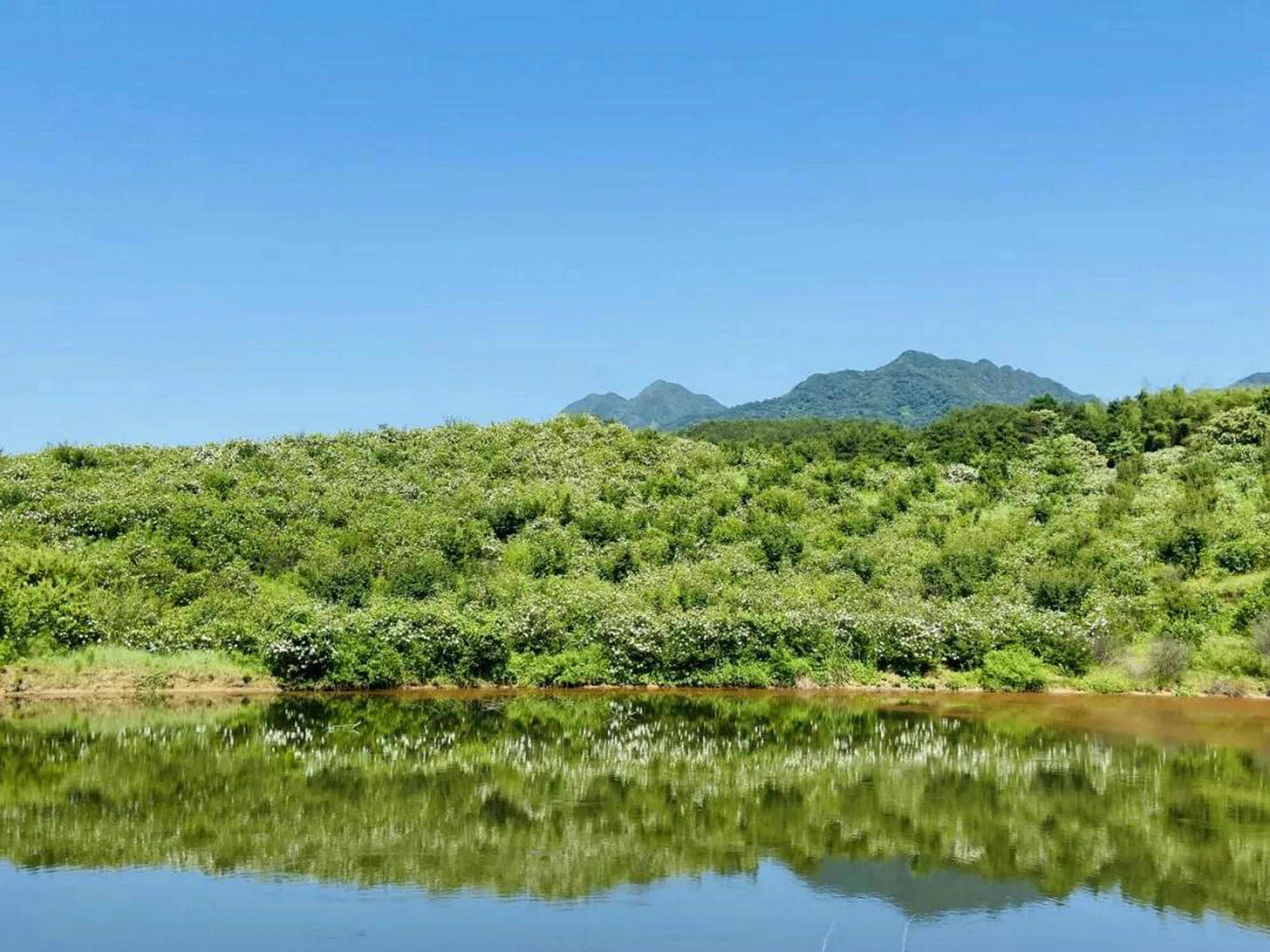 花香人醉产业旺 栀子花成致富花