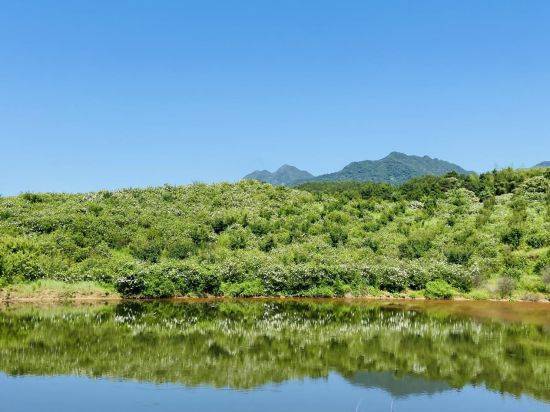 宣城旌德：一朵栀子花 香飘致富路