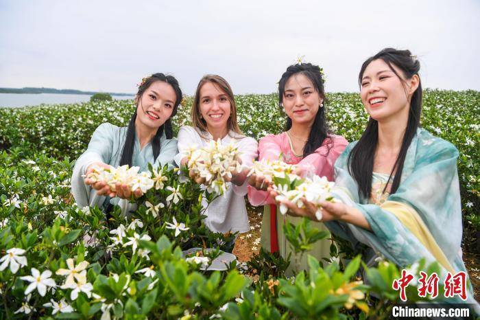 江西樟树数千亩栀子花盛放：游客徜徉白色花海