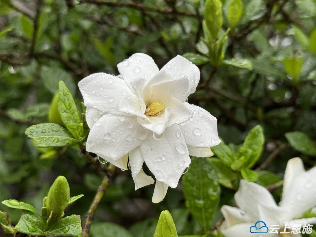 雨中栀子花香