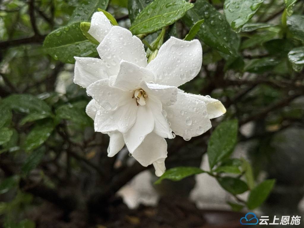 雨中栀子花香