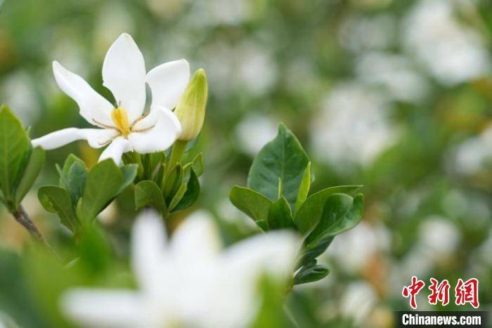 中华医药樟树行：千亩栀子花盛开时 花香迷人促振兴