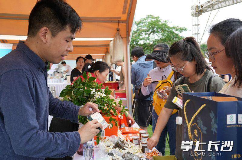 组图丨栀子花香飘橘子洲