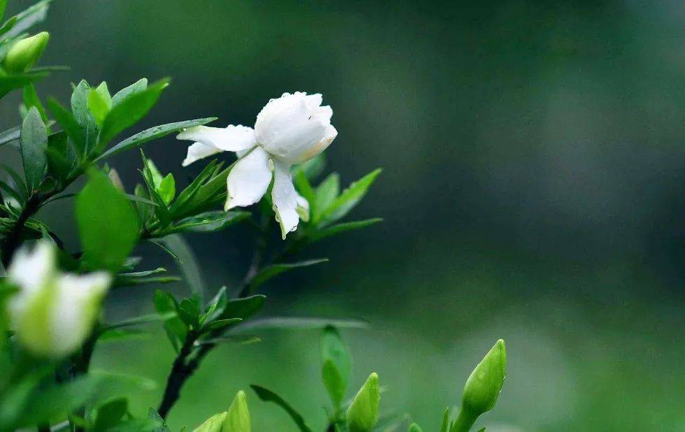 ​夜读丨栀子花香