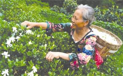 “疯狂”的栀子花 带来芳香经济