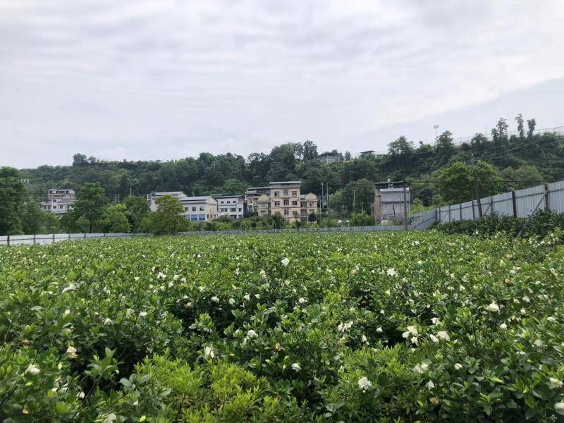 栀子花价格从十几元飙涨至36元 有茶企称目前仍供不应求 业内人士呼吁理性种植投资