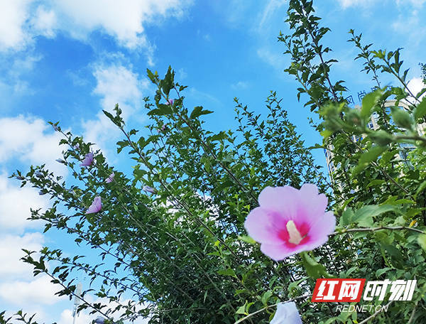 新邵：木槿花开 缤纷一夏