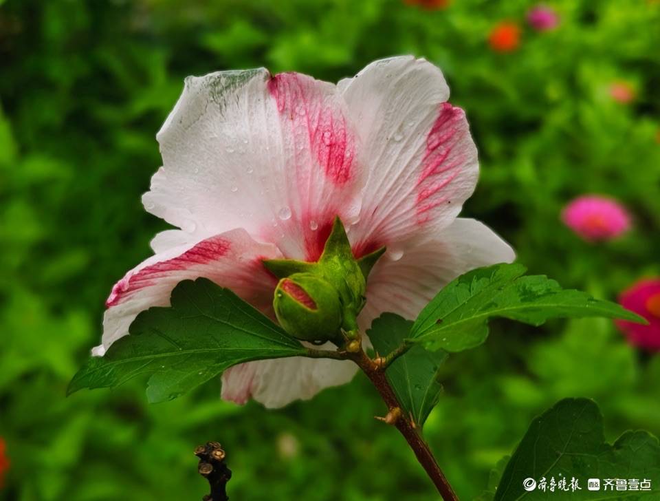 盛夏及时雨，木槿花儿俏