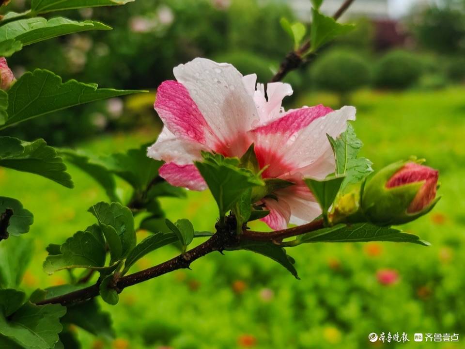 盛夏及时雨，木槿花儿俏