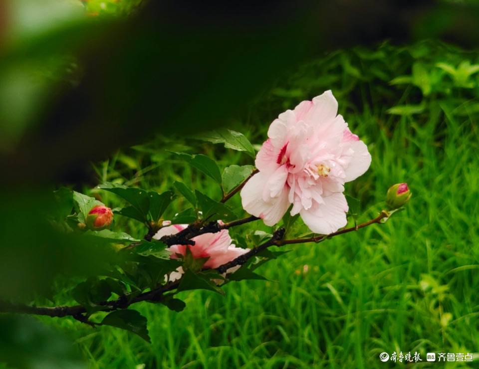 盛夏及时雨，木槿花儿俏