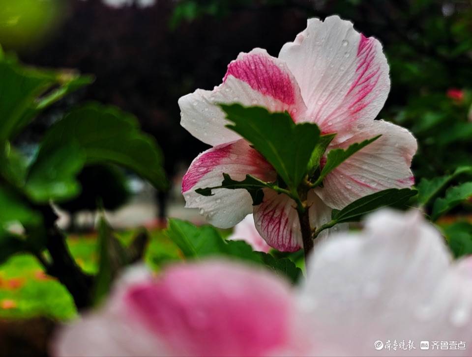 盛夏及时雨，木槿花儿俏