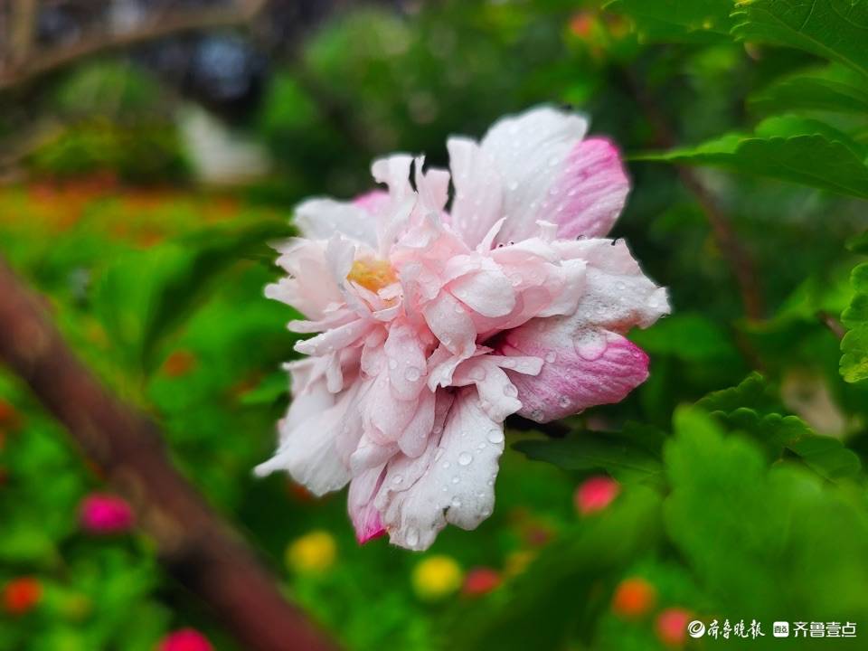 盛夏及时雨，木槿花儿俏