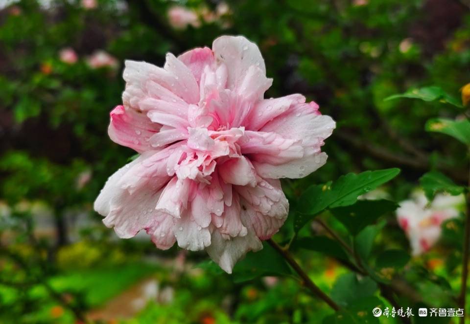 盛夏及时雨，木槿花儿俏