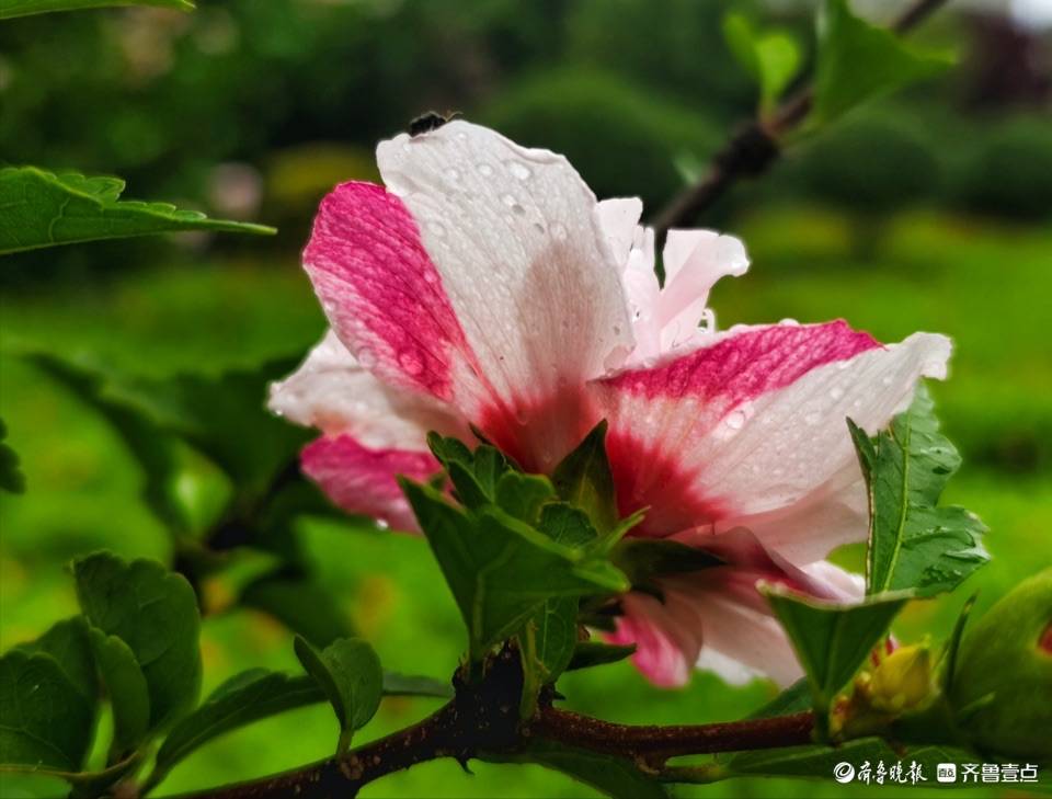 盛夏及时雨，木槿花儿俏