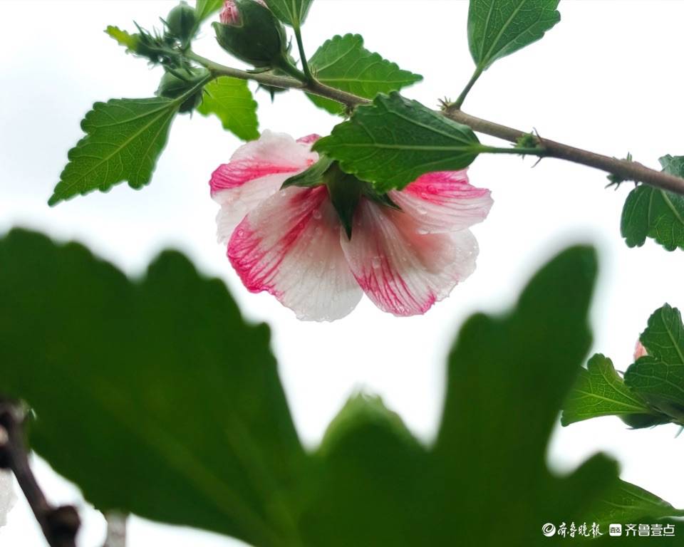 木槿花开，白里透红与众不同