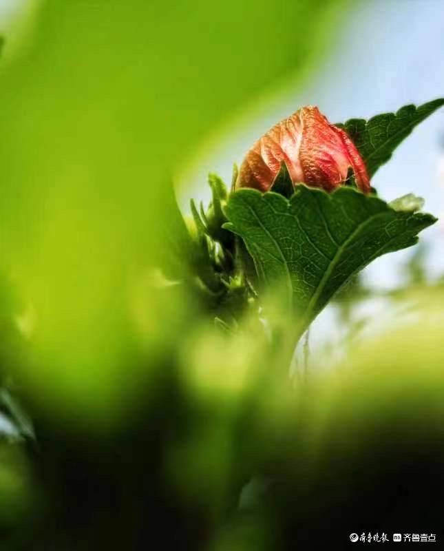 木槿花开，为炎炎夏日送来一丝清凉