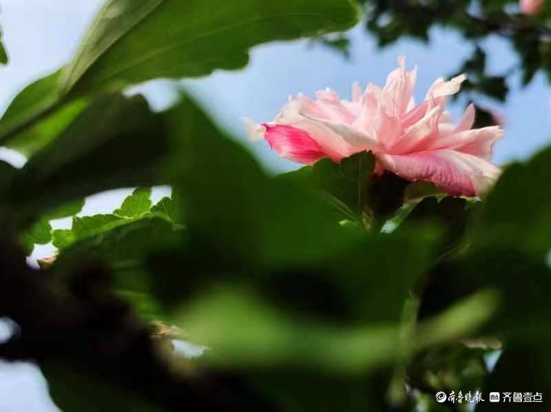 木槿花开，为炎炎夏日送来一丝清凉