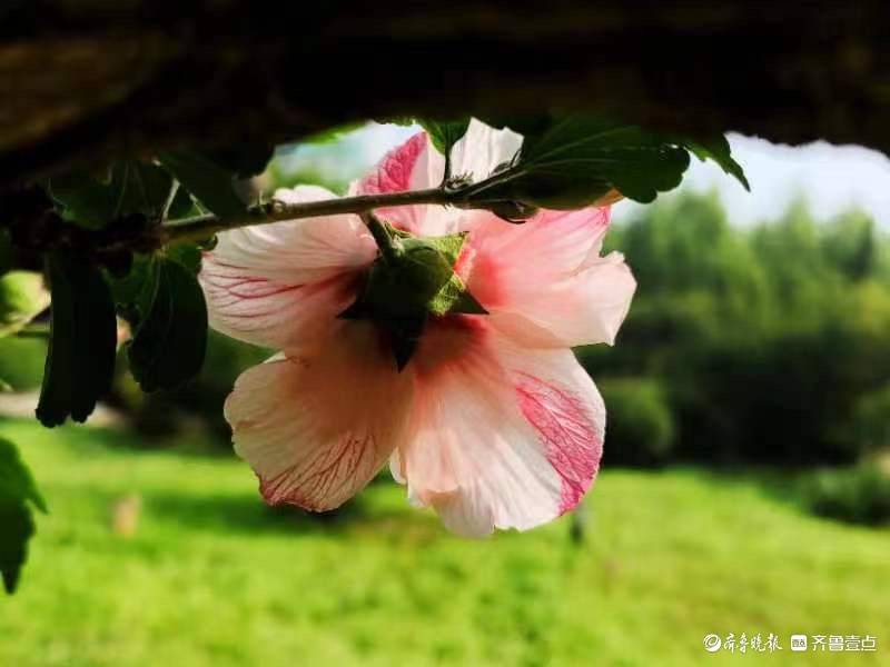 木槿花开，为炎炎夏日送来一丝清凉