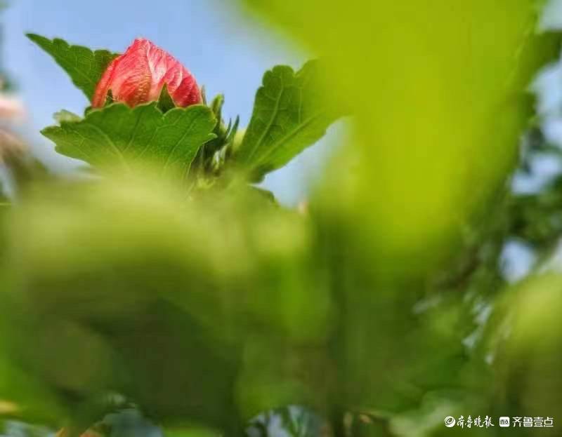 木槿花开，为炎炎夏日送来一丝清凉