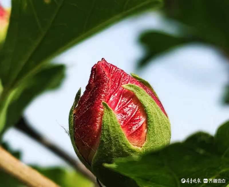 木槿花开，为炎炎夏日送来一丝清凉