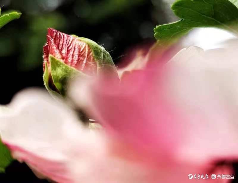 木槿花开，为炎炎夏日送来一丝清凉