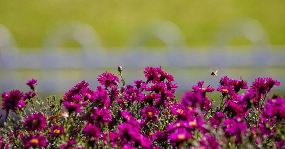 延吉人民公园里忙碌的秋天：蜜蜂、蝴蝶与花