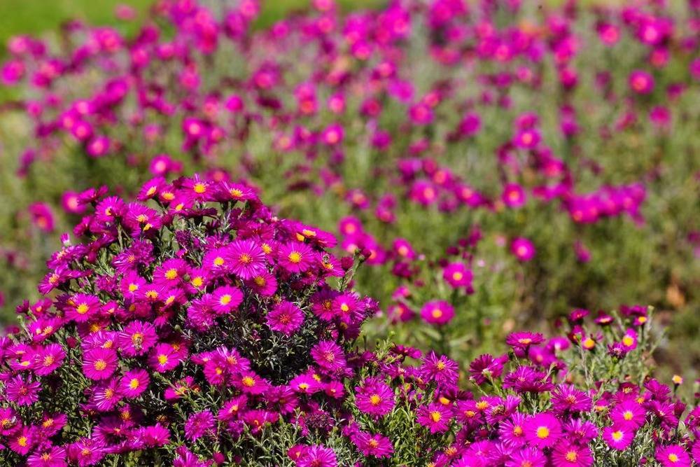 延吉人民公园里忙碌的秋天：蜜蜂、蝴蝶与花