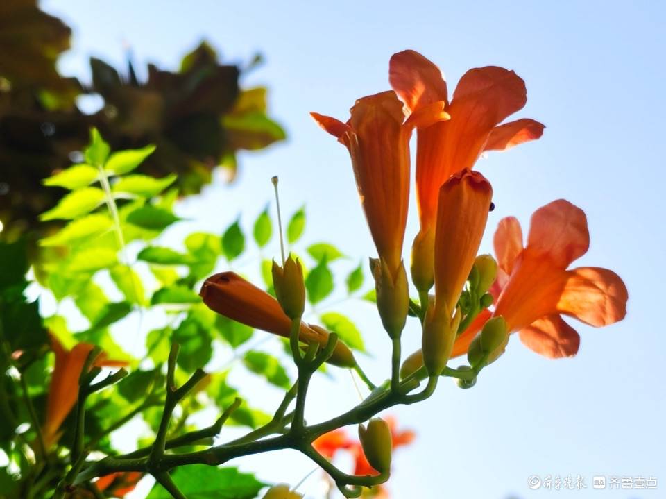 绚丽的橙色凌霄花，与艳阳相伴