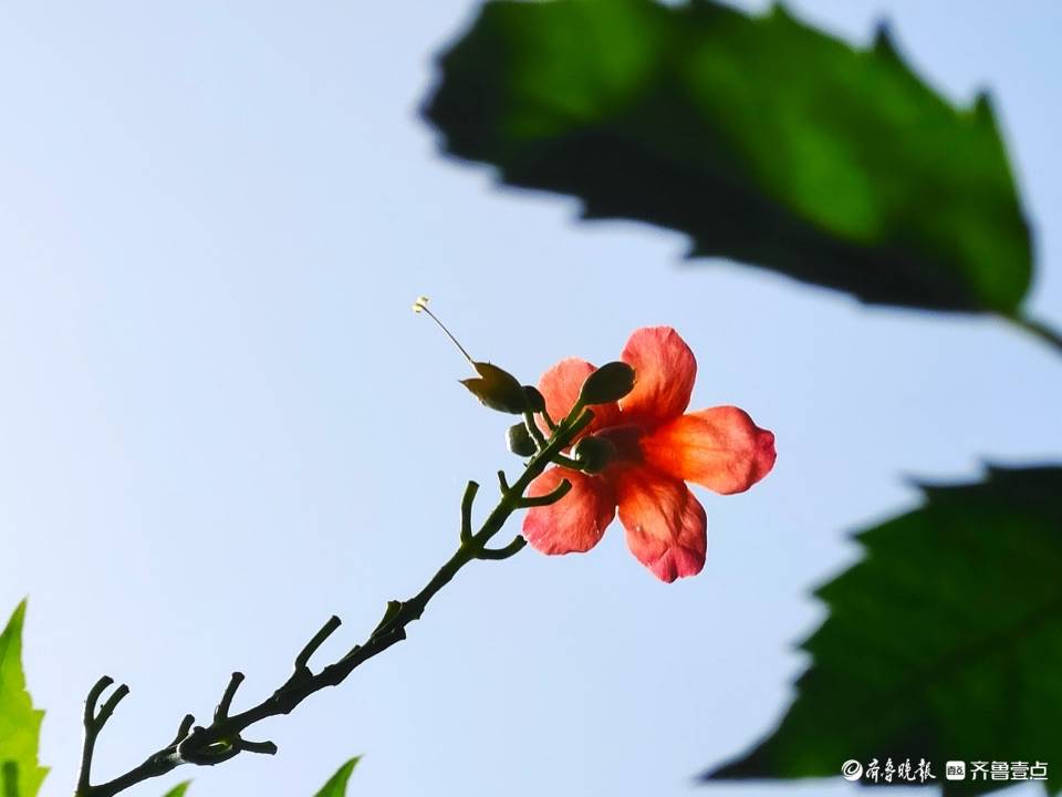 绚丽的橙色凌霄花，与艳阳相伴