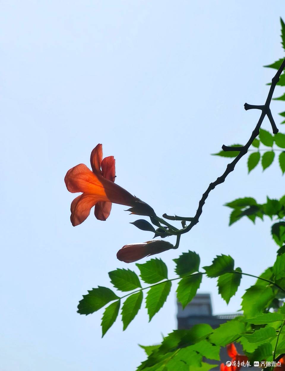 绚丽的橙色凌霄花，与艳阳相伴